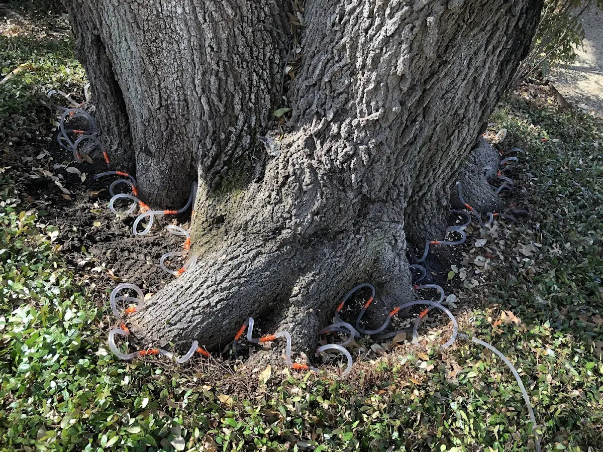 Detailed Shrub and Hedge Trimming job site in Chappell