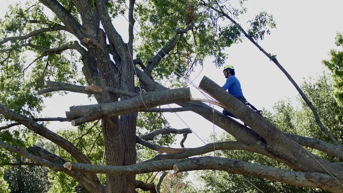 Professional Hazardous Tree Removal performed by certified arborists in Chappell
