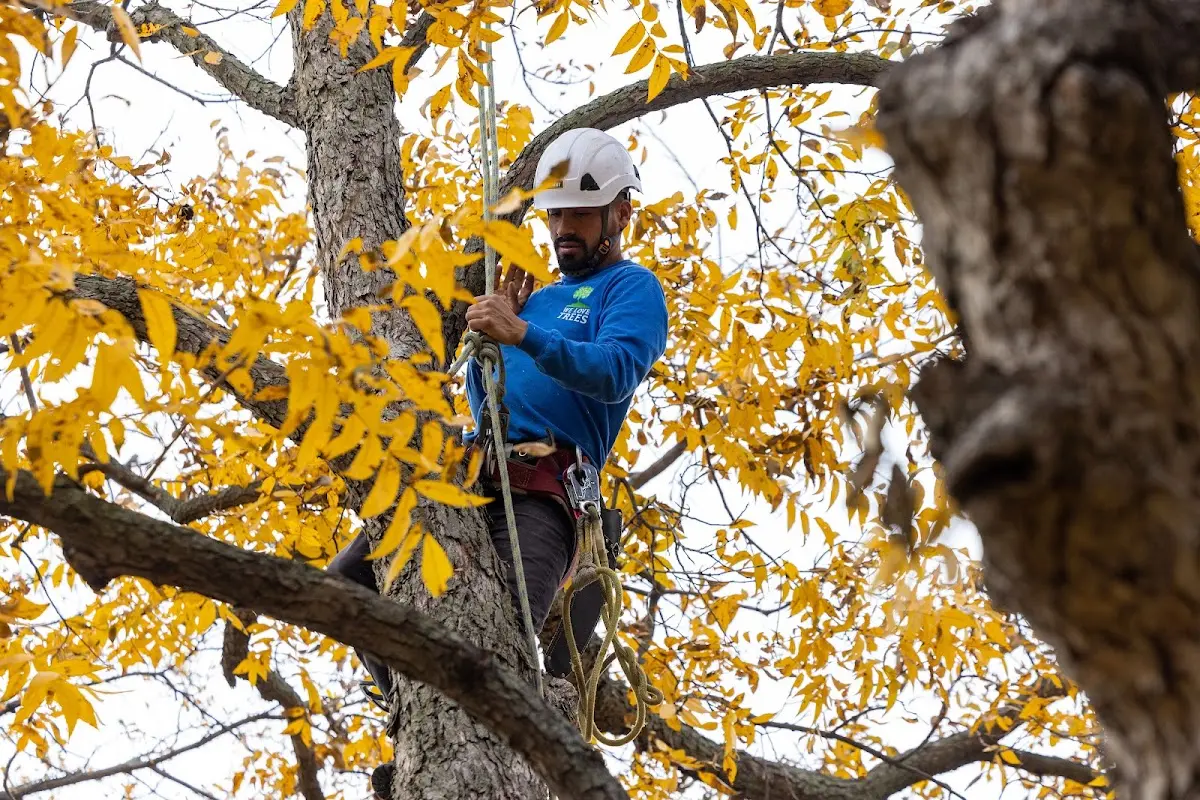 Skilled Tree Planing crew working in Chappell